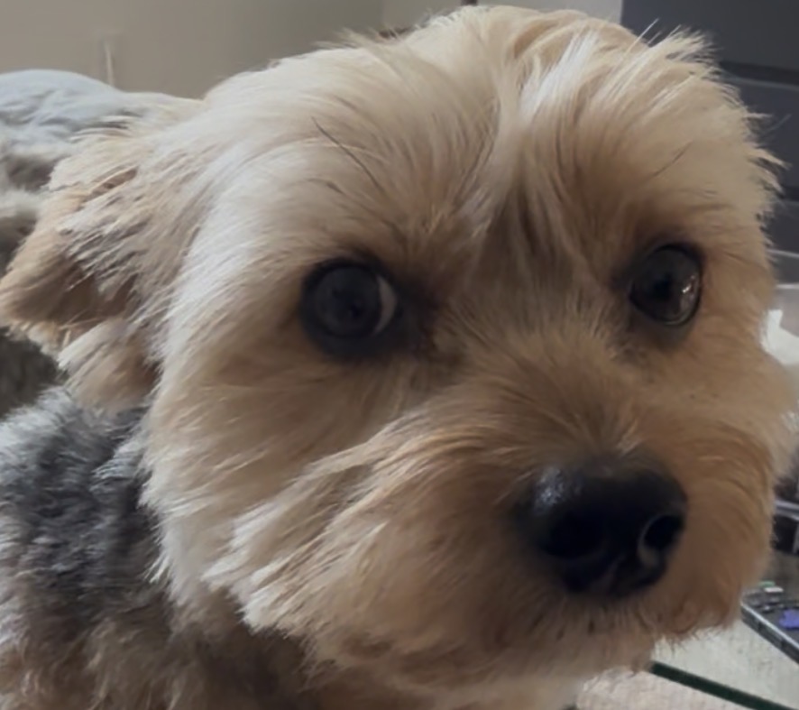 your pet's photo
